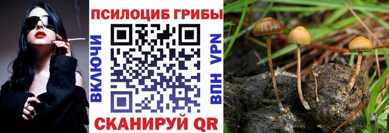 закладка  Чегем  Псилоцибиновые грибы Psilocybine cubensis 